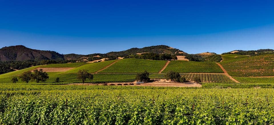 Landscape of the Napa Valley vineyard in California