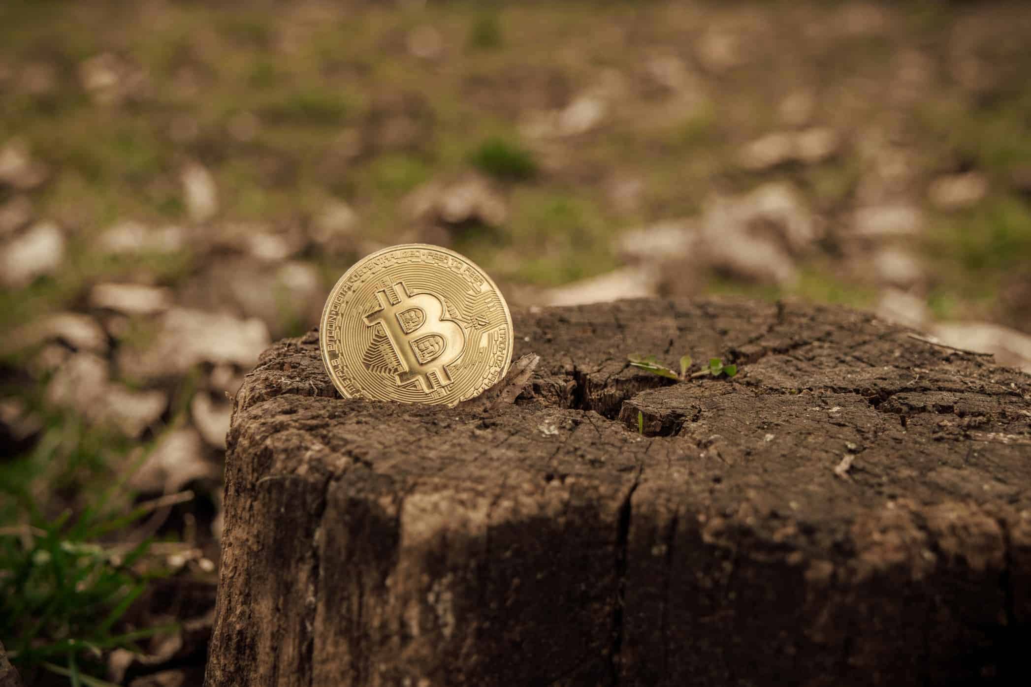 Bitcoin in a tree Twenty20