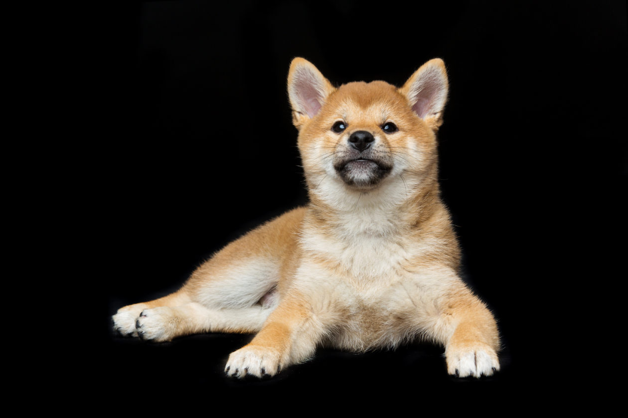 Beautiful brown japanese shiba inu puppy dog lying over black background. Copy space.