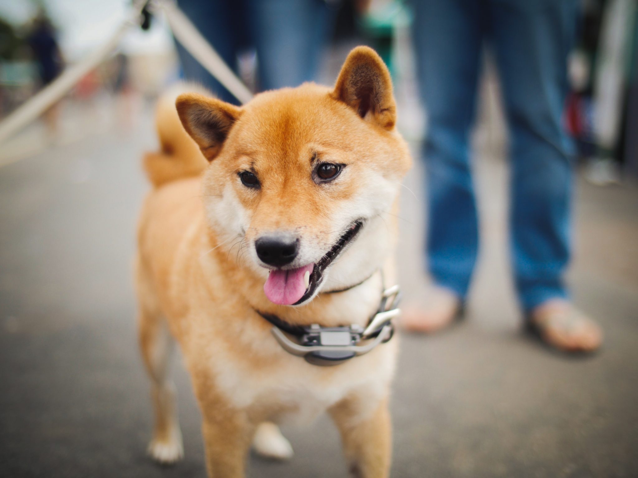 OKEx Lists New Dogecoin Spawn, Baby Doge, Amid DOGE Price ...