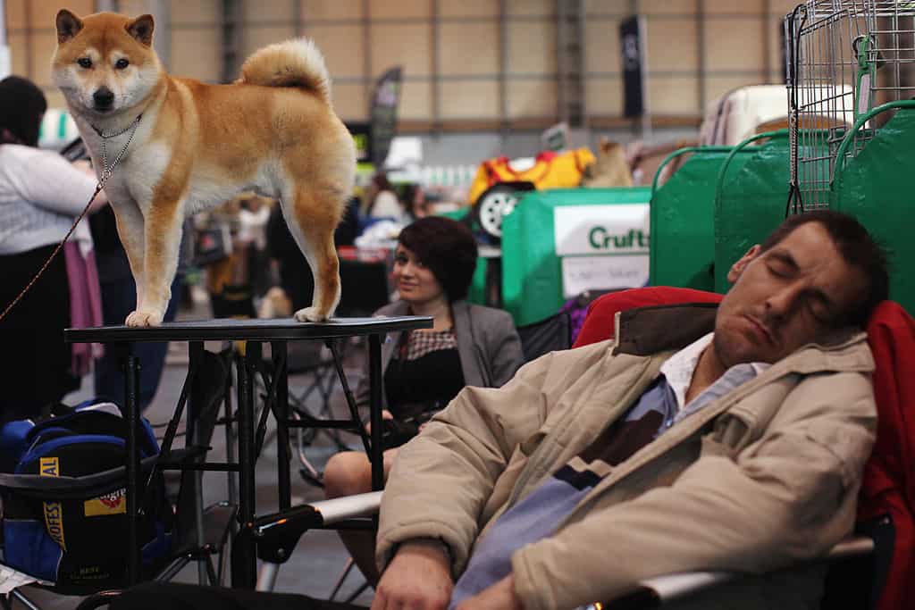Shiba Inu dog watches a sleeping man | SHIB prices sleep on Shiba Inu coin burn news