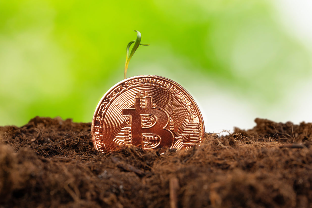 Sprout plant and bitcoin, growth of bitcoin cryptocurrency tax