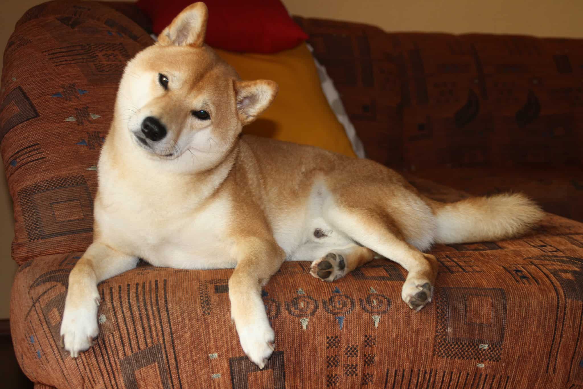 Markets: Bitcoin, Ether inch up; Shiba Inu leads rise across top 10 cryptos