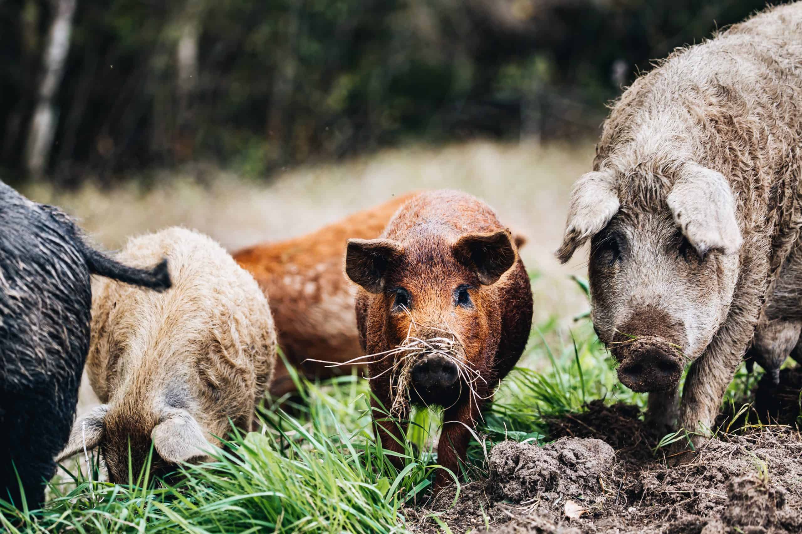 Crypto lending platforms, DeFi seem to be having an Animal Farm moment