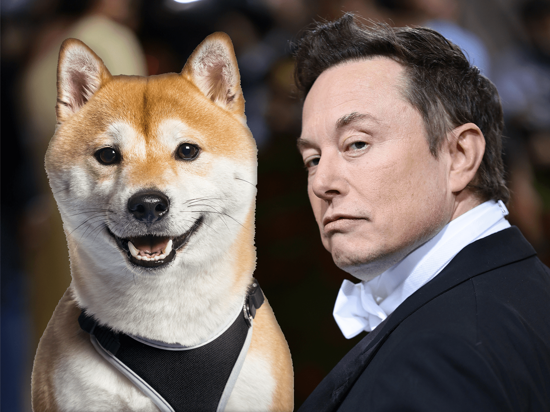 Elon Musk's support helps Dogecoin gain 17% amid slow market