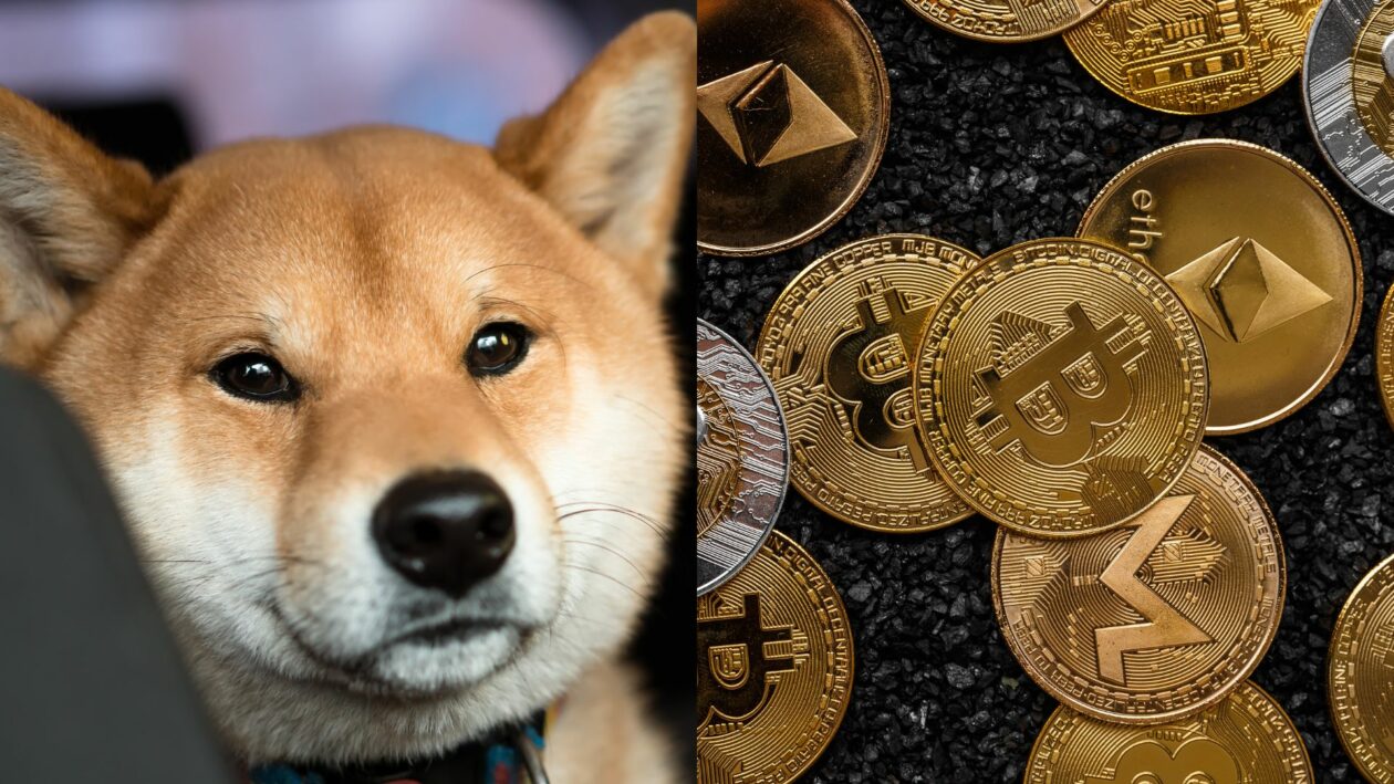 Picture of Shiba Inu dog and multiple crypto tokens | Shiba Inu surges; DeGods Season 3 unveiled; risk sentiment improves for US stocks